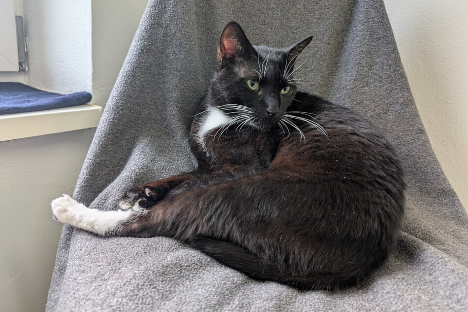 Panther verträgt sich sowohl mit anderen Katzen, als auch mit Hunden gut.