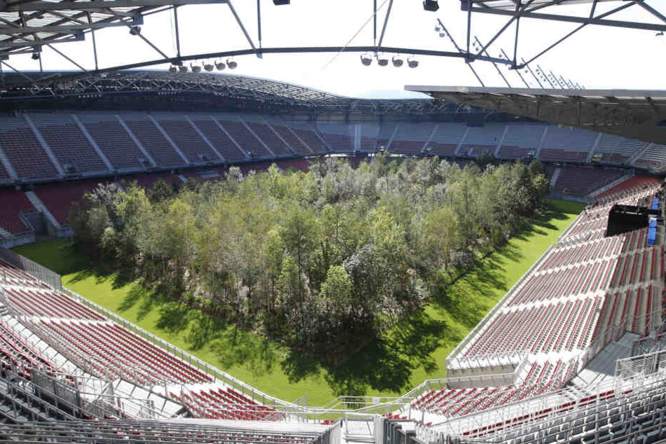 Blick aus der Tribüne auf die 299 Bäume.