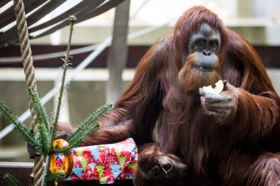 Die Orang-Utan-Dame Carolina bekommt ein Weihnachtsgeschenk.