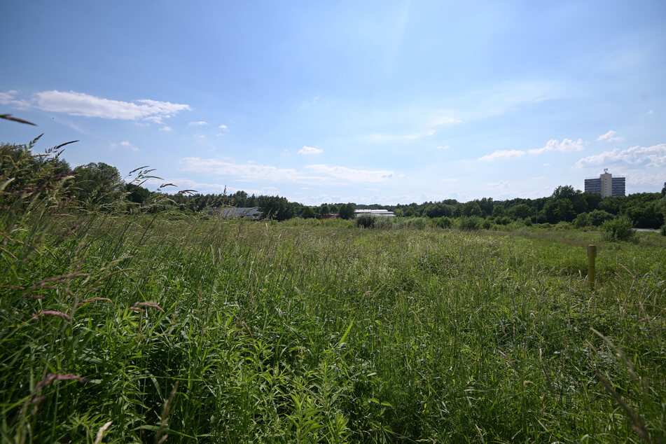 Die Eins Energie möchte das Holzheizkraftwerk ab 2021 auf einer grünen Wiese an der Mauersbergerstraße bauen.