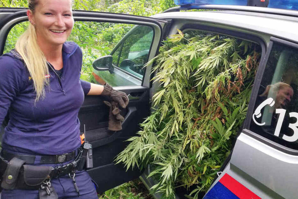 Eine Beamtin neben dem mit 20 Marihuana-Pflanzen voll geladen Fahrzeug.