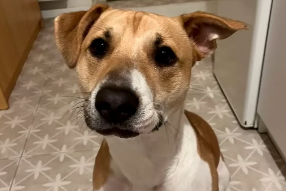 Du bist aber groß geworden: Tina ist inzwischen ausgewachsen und lebt in Tschechien bei einer jungen Frau.