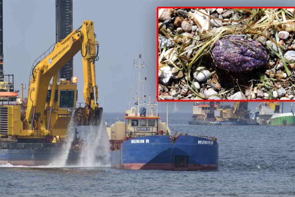 Bagger arbeiten im Greifswalder Bodden am Unterwassergraben der neuen Ostseepipelin Nord Stream 2. Dabei gelangte gefährliches Schmierfett ins Wasser.
