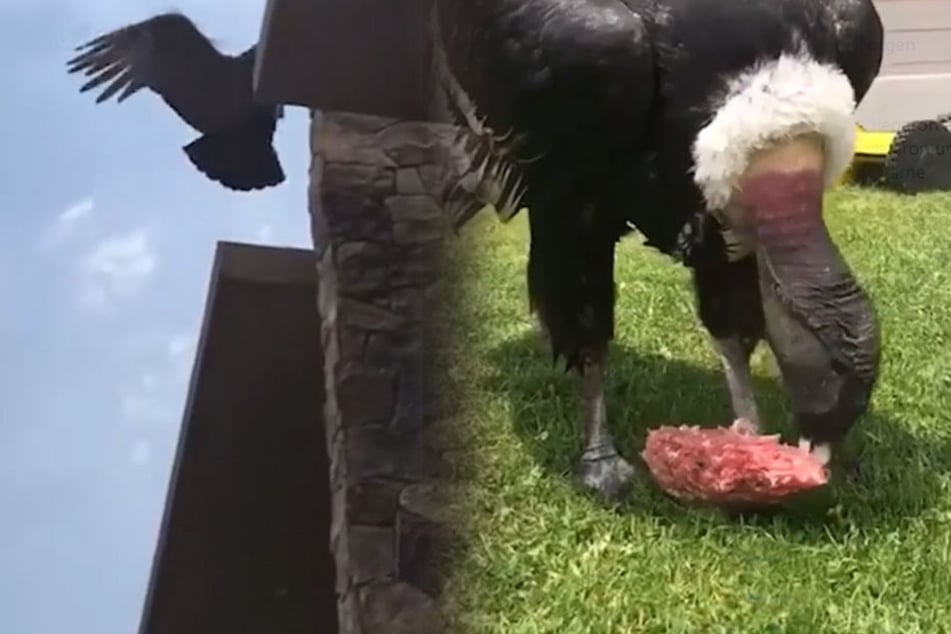 Die Kondore ließen sich das Grillfleisch schmecken.