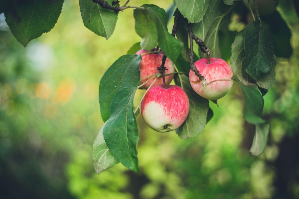 Im Dresdner Umland gibt es viele Plantagen und Höfe, die Äpfel zur Selbstpflücke anbieten.