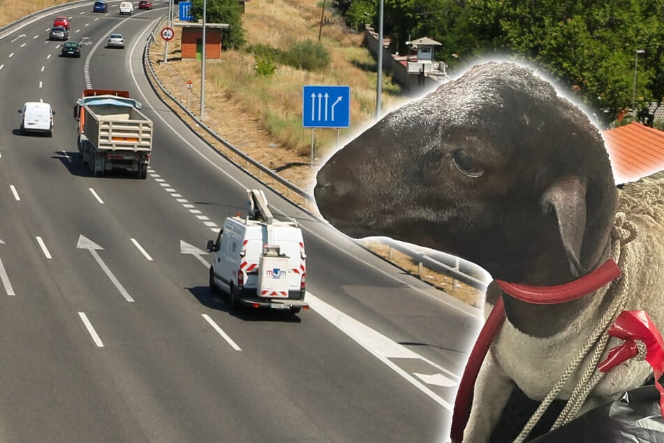 Köln: Wolliges Verkehrschaos: Schäfchen büxt aus und blockiert die A1