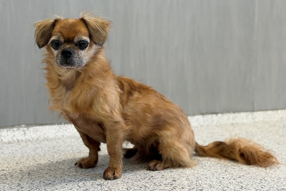 Hundesenior Tobi hofft auf ein ruhiges Plätzchen und viele Streicheleinheiten.