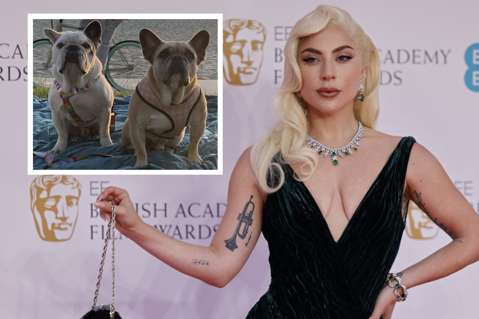 Two of Lady Gaga's French bulldogs were dognapped in Hollywood in February 2021.