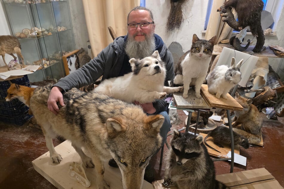 Seit 26 Jahren im Geschäft: Präparator Michael Roth (46) mit seinen Tieren.