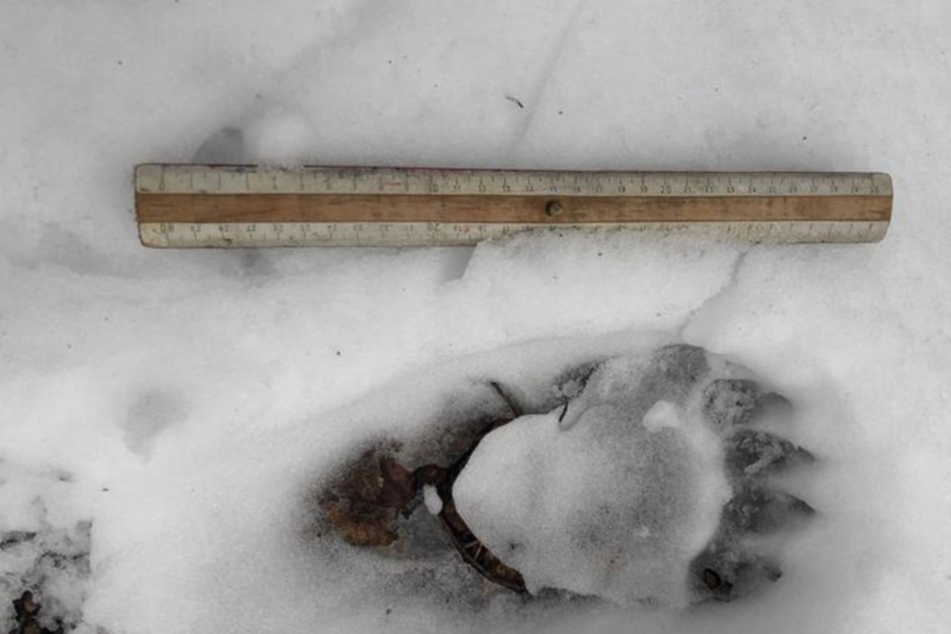 Ein Braunbär hat im Schnee im oberbayerischen Landkreis Miesbach im vergangenen Jahr Spuren hinterlassen. (Archiv)