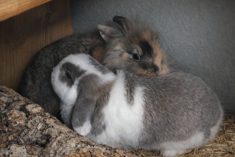 Benjamino (grau-weiß) und Sonnenscheinbärchi suchen ein gemeinsames Zuhause.