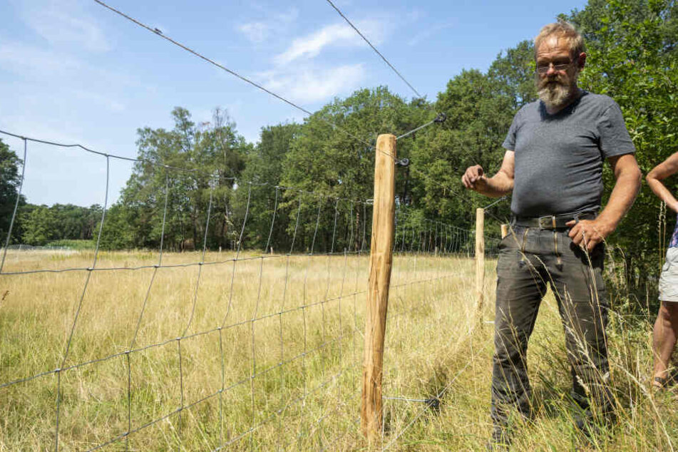Elektrozäune, wie hier in Nordrhein-Westfalen, sollen Herden vor Wolfsattacken schützen.