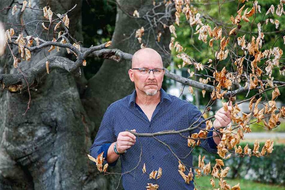 Dresdens Baumchef Steffen Löbel (53) sorgt sich um den Zustand der Bäume am Straßenrand.