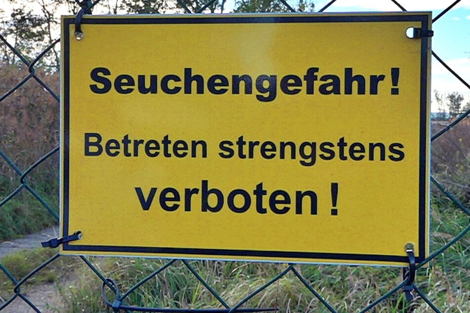 Hunderte tote Kraniche: Geflügelpest in Brandenburg breitet sich aus