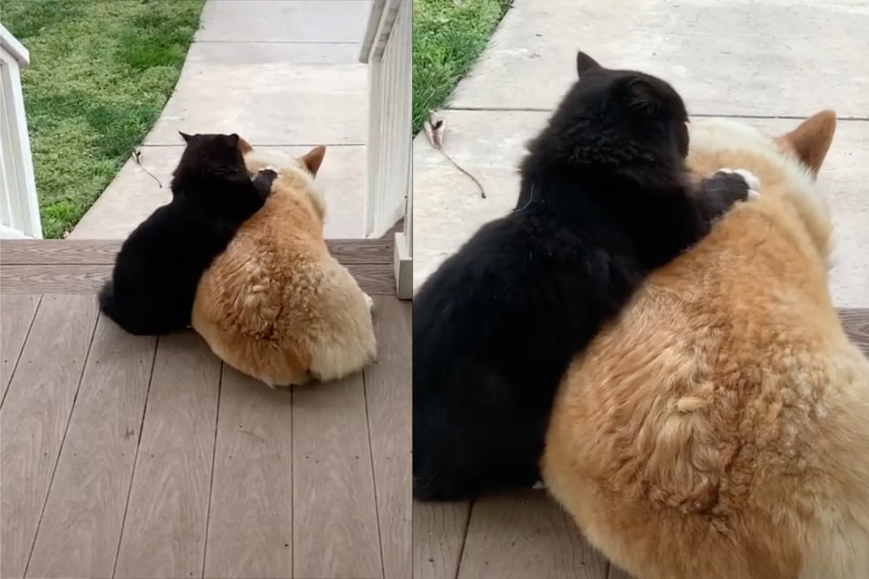 TikTok's favorite odd couple: dog and cat melt hearts with adorable video