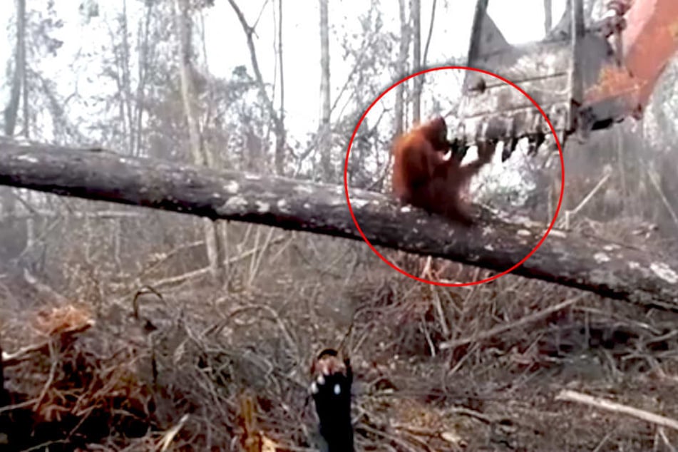 Sie zerstören sein Zuhause: Orang-Utan kämpft vergebens gegen Bagger an!