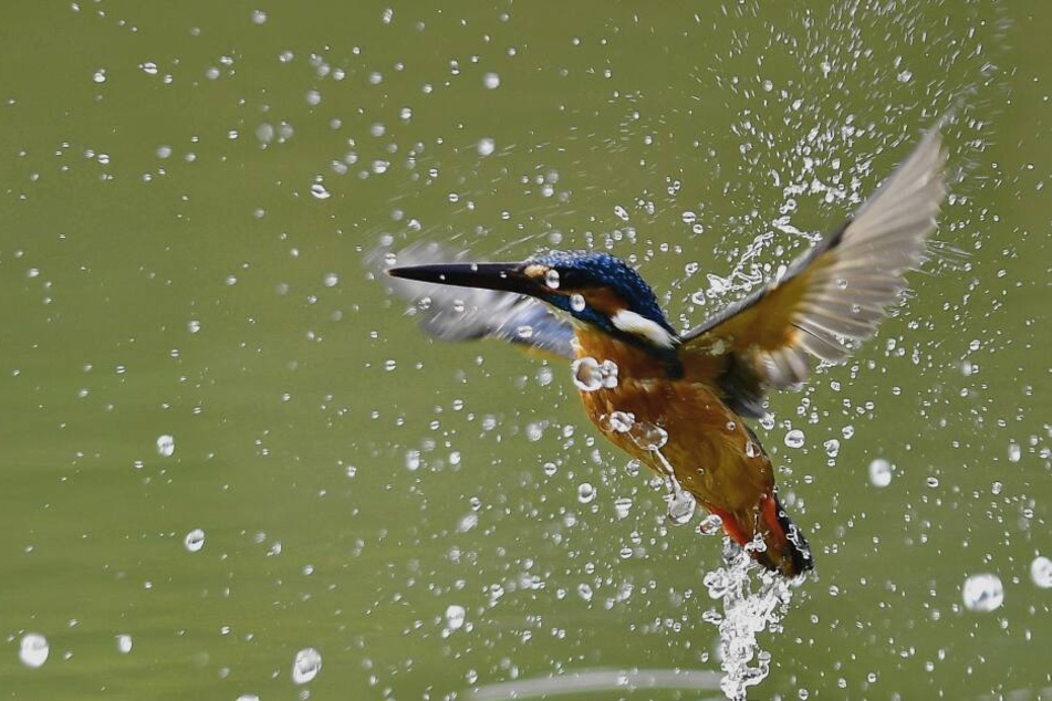 Ruhe, bitte! Zwischen März und September brütet der streng geschützte Eisvogel im Leipziger Auwald.