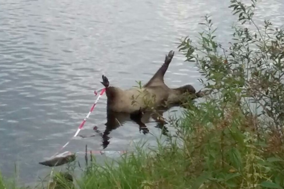 Fast 200 Kilo wog der Keiler, der wahrscheinlich schon seit Tagen in der Elbe trieb.