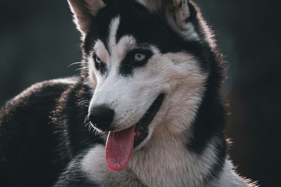 Siberian huskies are incredibly popular and incredibly sweet.