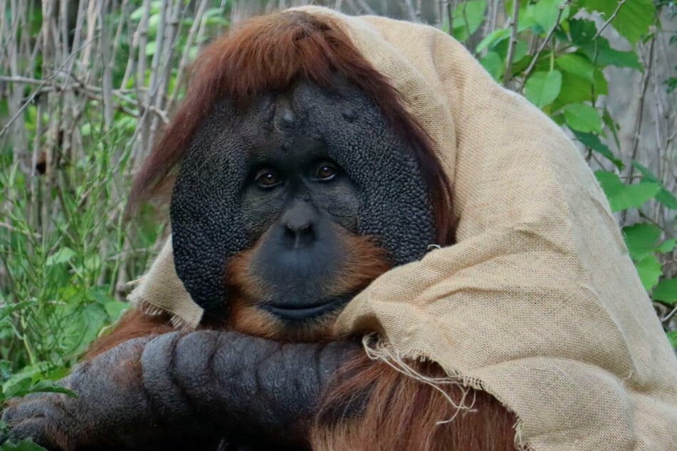 This great ape says these are not the droids you're looking for