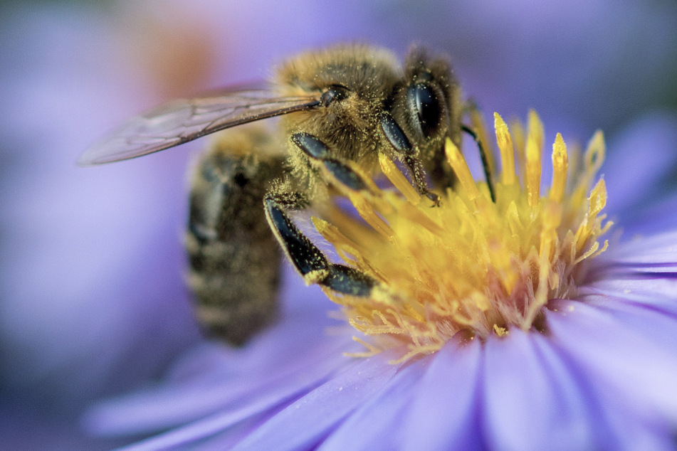 Eine Biene sammelt Nektar und Pollen von einer Blüte. Neonicotinoide sind insbesondere für Wild- und Honigbienen sehr gefährlich.