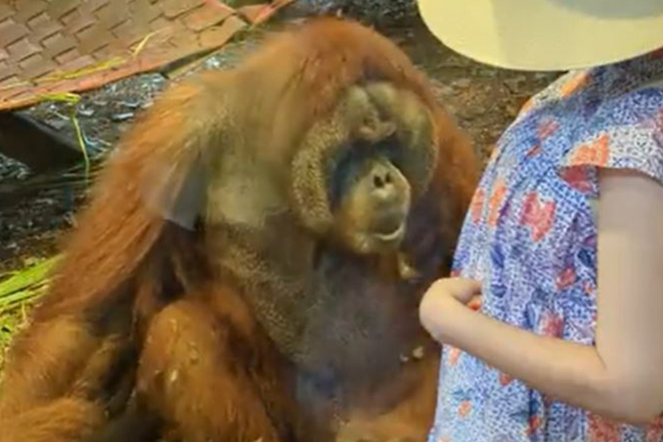 Schwangere ist zu Tränen gerührt, als sie sieht, wie ein Orang-Utan auf ihren Bauch reagiert