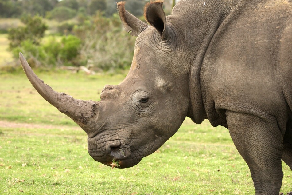 Nineteen white rhinos were transferred from South Africa to Zinave National Park in Mozambique (stock image).