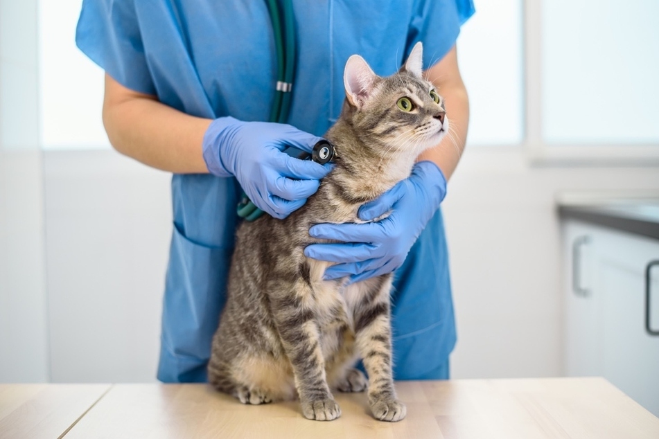 If you are concerned that your cat might be sick, take it to the veterinarian.