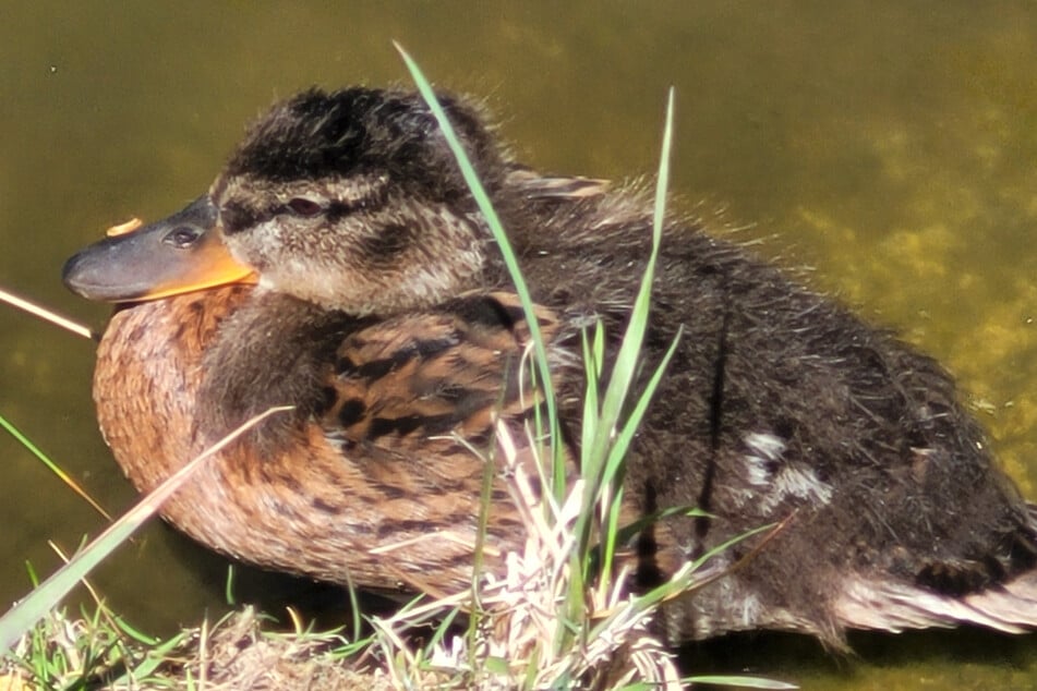 Die kleinen Enten müssen auf ihrem Weg zum Flossgraben auch über befahrene Straßen laufen.
