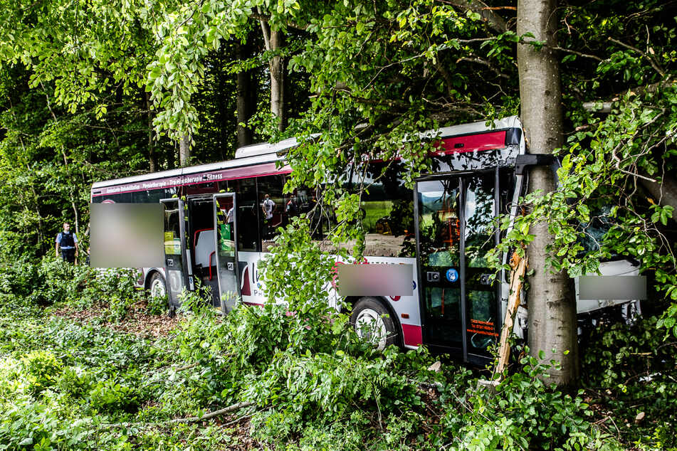 Omnibus kracht ungebremst in Wald: Fahrerin schwer verletzt