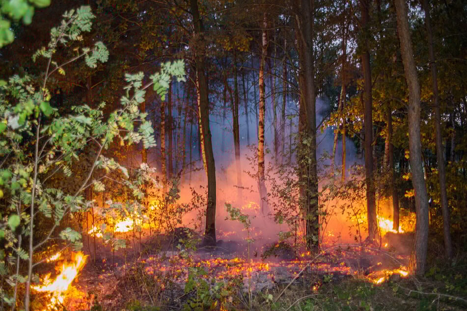 Die Waldbrandgefahr in Sachsen ist hoch (Symbolbild).