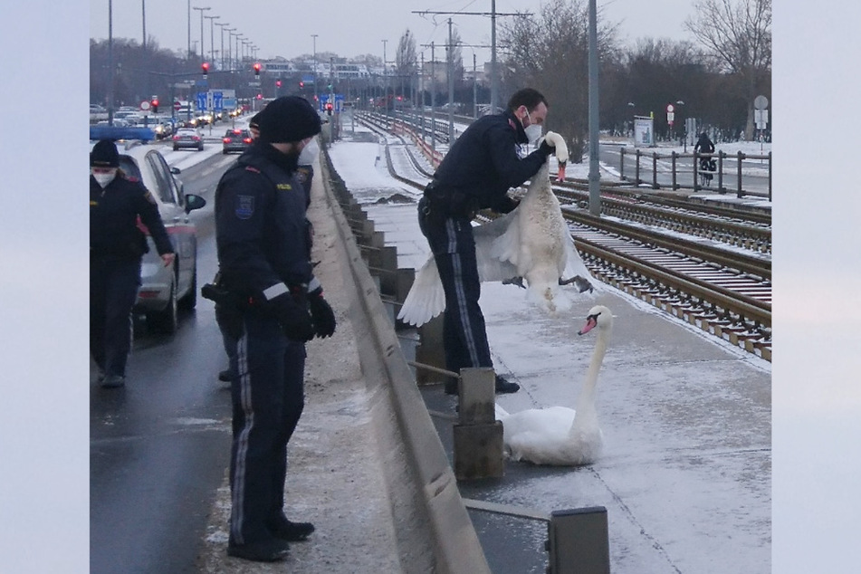 Diese zwei Schwäne saßen auf der Floridsdorfer Brücke in Wien. Die Polizei rückte an.