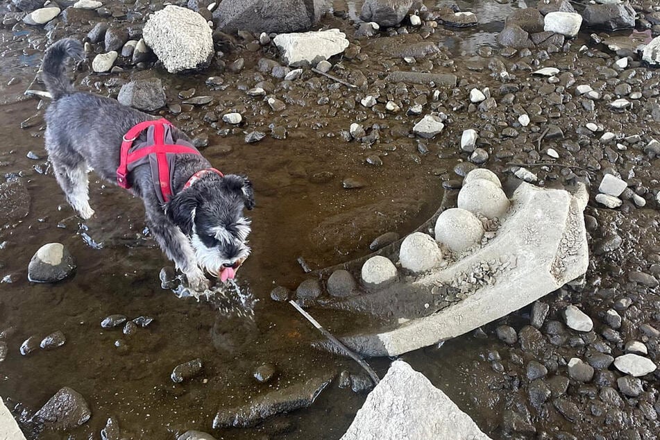 Zwergschnauzer Frieda erschnupperte Anfang September das Gusseisen-Relief an der Carolabrücke.