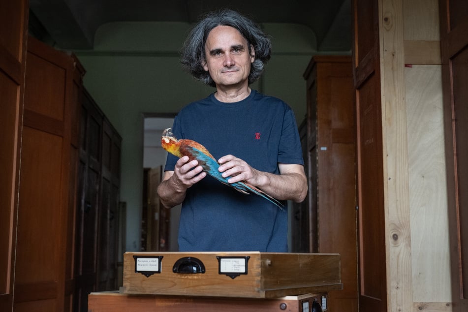 Gerald Mayr, Leiter der Ornithologie vom Senckenberg-Museum, zeigt ein ganz besonderes Exemplar.