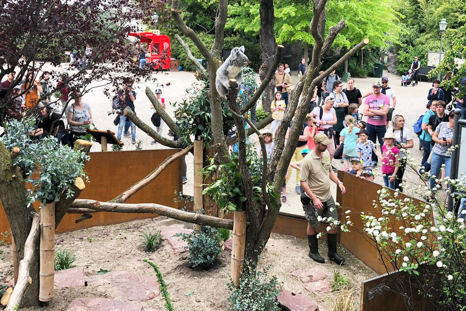 Koala-Dame Mandie (3) testet unter den Augen der Zoo-Gäste das neue Außengehege.