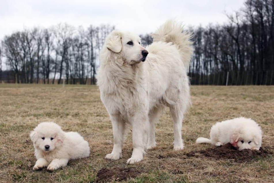 They look similar to golden retrievers, but Grand Pyrenees are effective guard dogs.