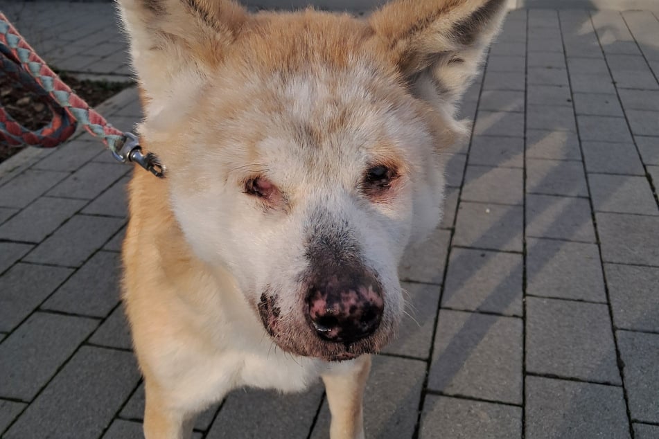 Blind und einsam musste die Hundeoma auf einem Balkon in München leben.