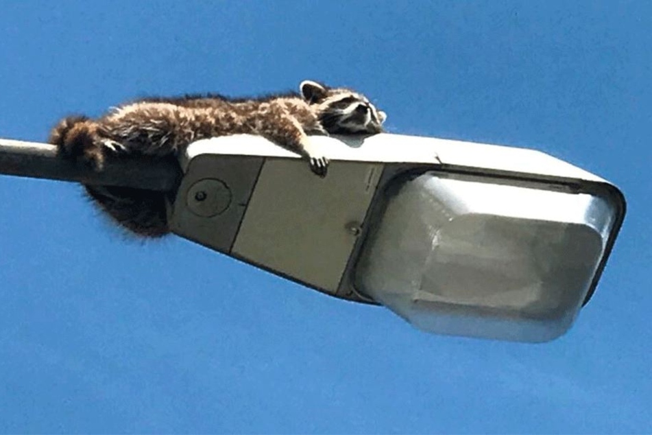 Der kleine Waschbär in Angst.