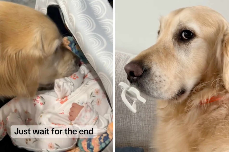 Murphy the dog just pulled off a brilliant ploy! The Golden Retriever seemed to be cuddling up to the family's new baby, but his intentions were less than pure.