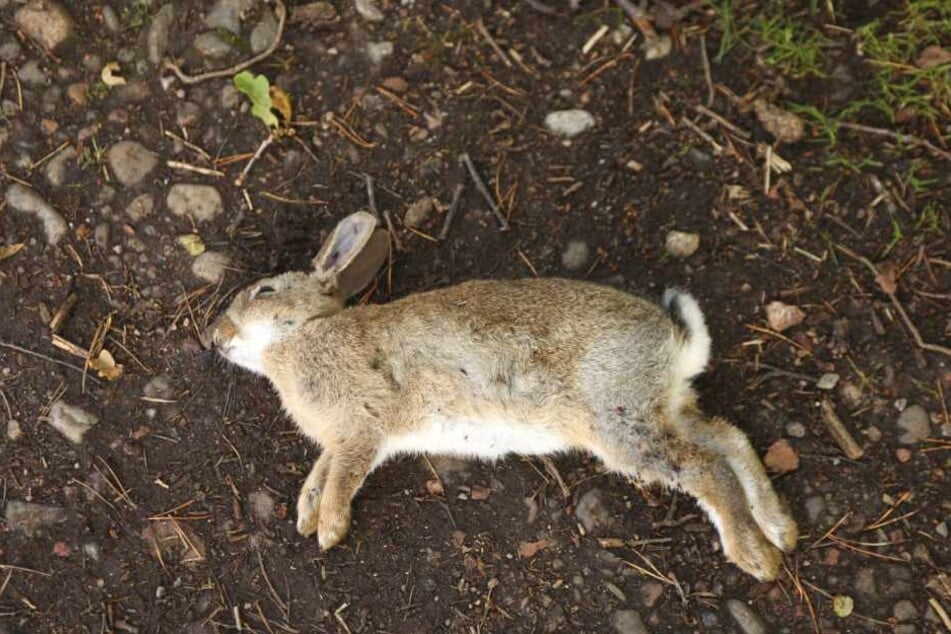 38 tote Kaninchen wurden jetzt auf einem Feld entdeckt.