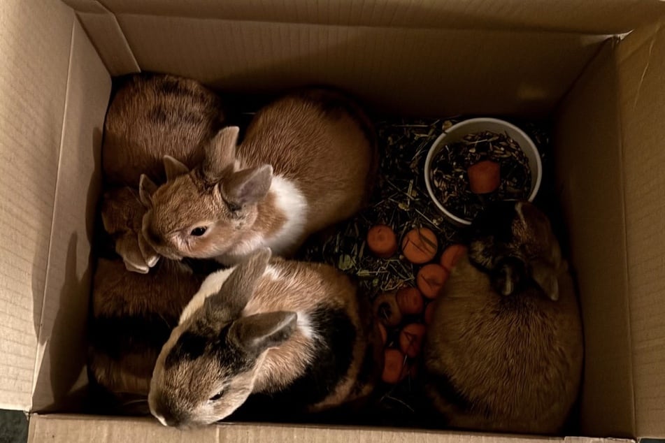 Na adrese Walter‑Arnoldova ulice 4 ve Strehlenu bylo vypuštěno pět králíků.