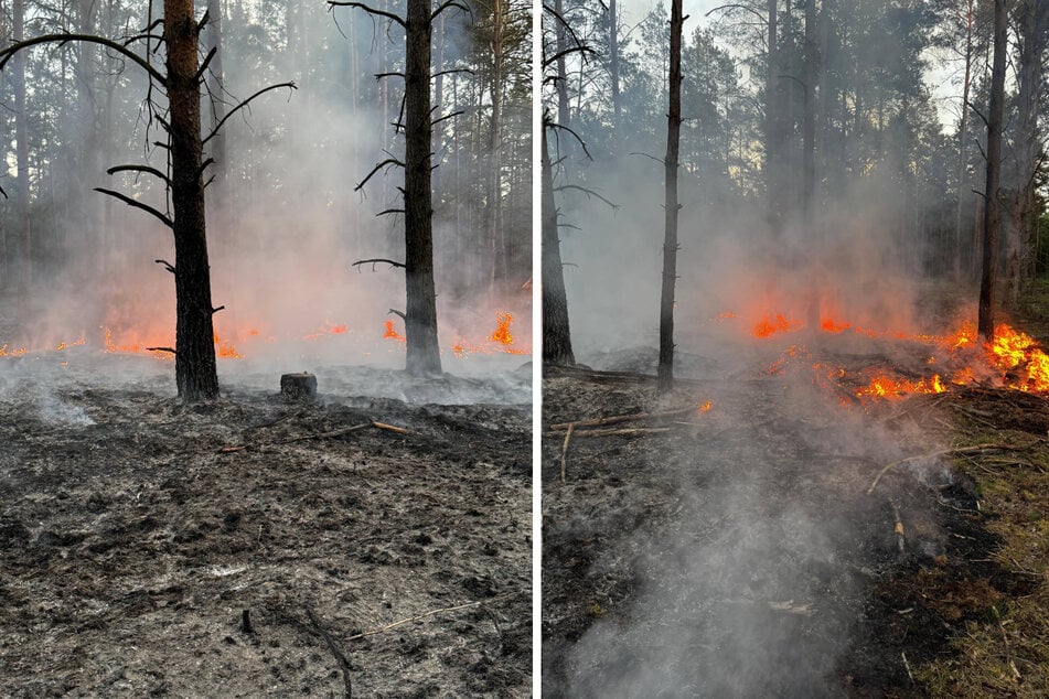Rund 2500 Quadratmeter standen in Flammen.