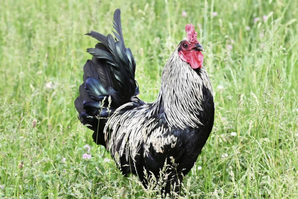Marans-Hahn Gustav (1) lebt schon seit Oktober 2024 im Tierheim.