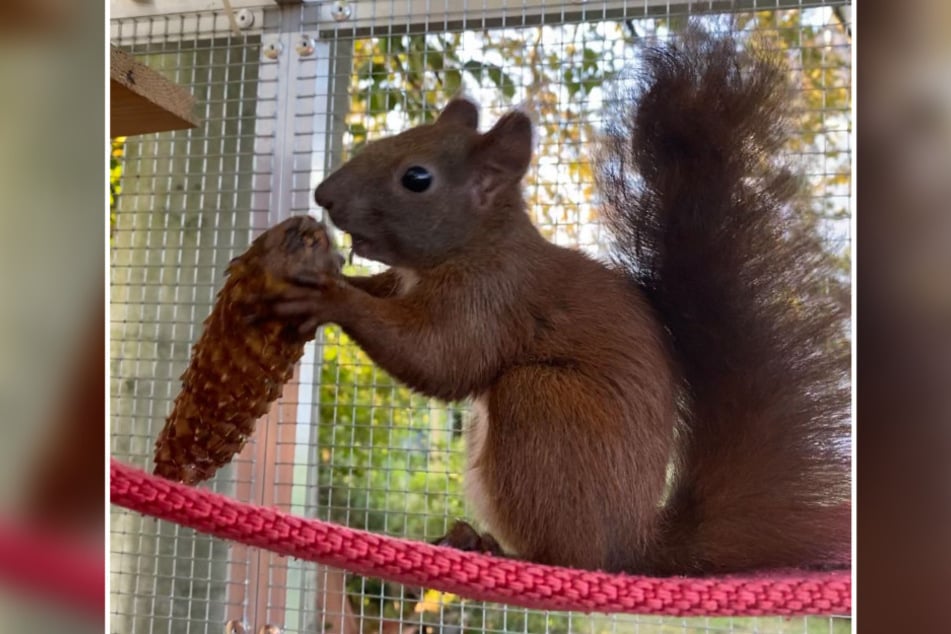 Die Nager werden in einer Auswilderungsvoliere aufgepäppelt.