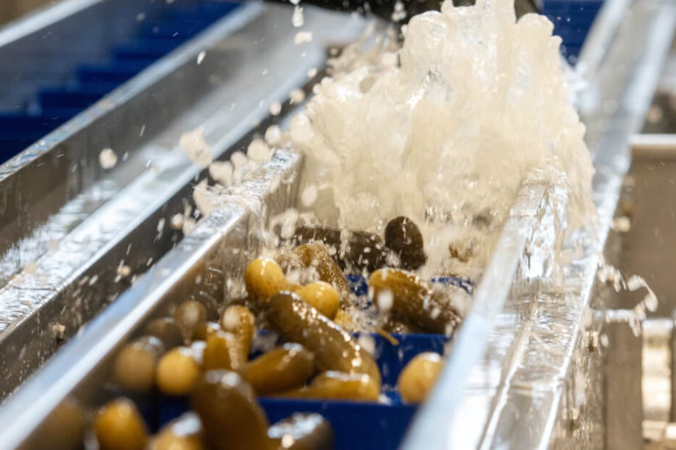 Gurken werden in der Produktion der Firma Develey mit Salzwasser behandelt.