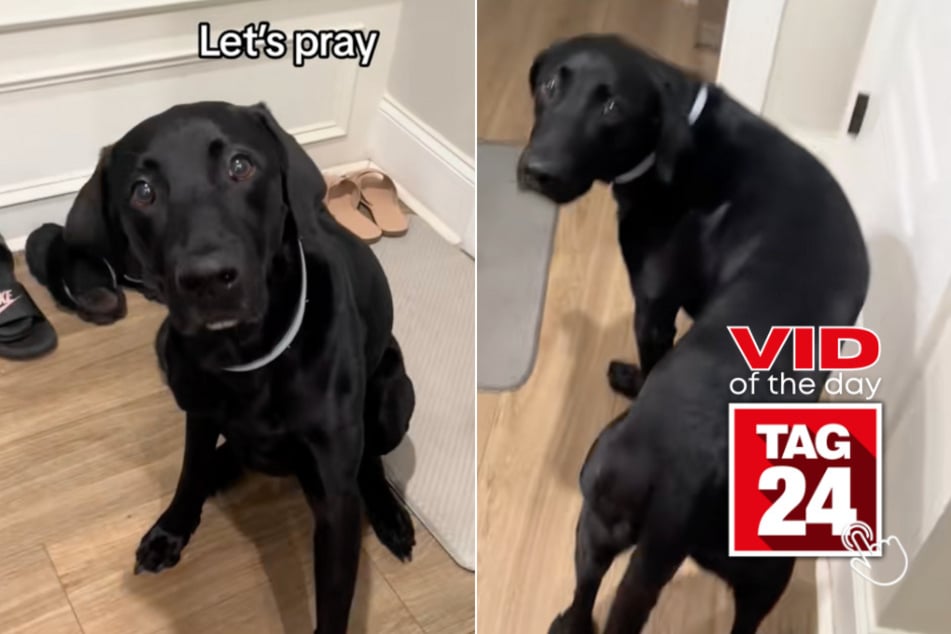 viral videos: Viral Video of the Day for August 17, 2024: Dog will not eat without praying first!