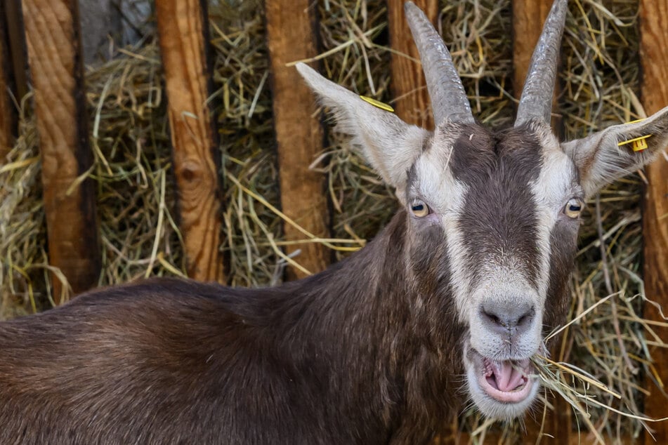 Keine Entwarnung nach Tierseuchen-Ausbruch: Tests dauern an