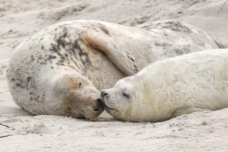 Helgoland: Eine junge Kegelrobbe und das Muttertier liegen am am Strand der Düne vor der Hochseeinsel Helgoland. (Archivbild)