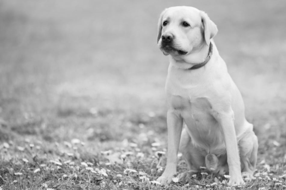 Der Hund überlebte den Unfall nicht. (Symbolfoto)