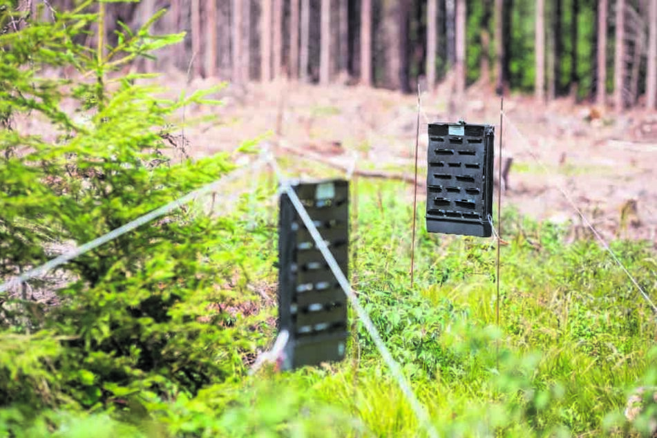 Mit Sex-Fallen gegen die Käferplage. Sachsens Forstleute haben sich spezielle Vorrichtungen ausgedacht, mit denen sie den Horden Herr werden. Dafür setzen sie Duftstoffe der Tiere ein. Hier Fallen im Forst bei Tharandt.